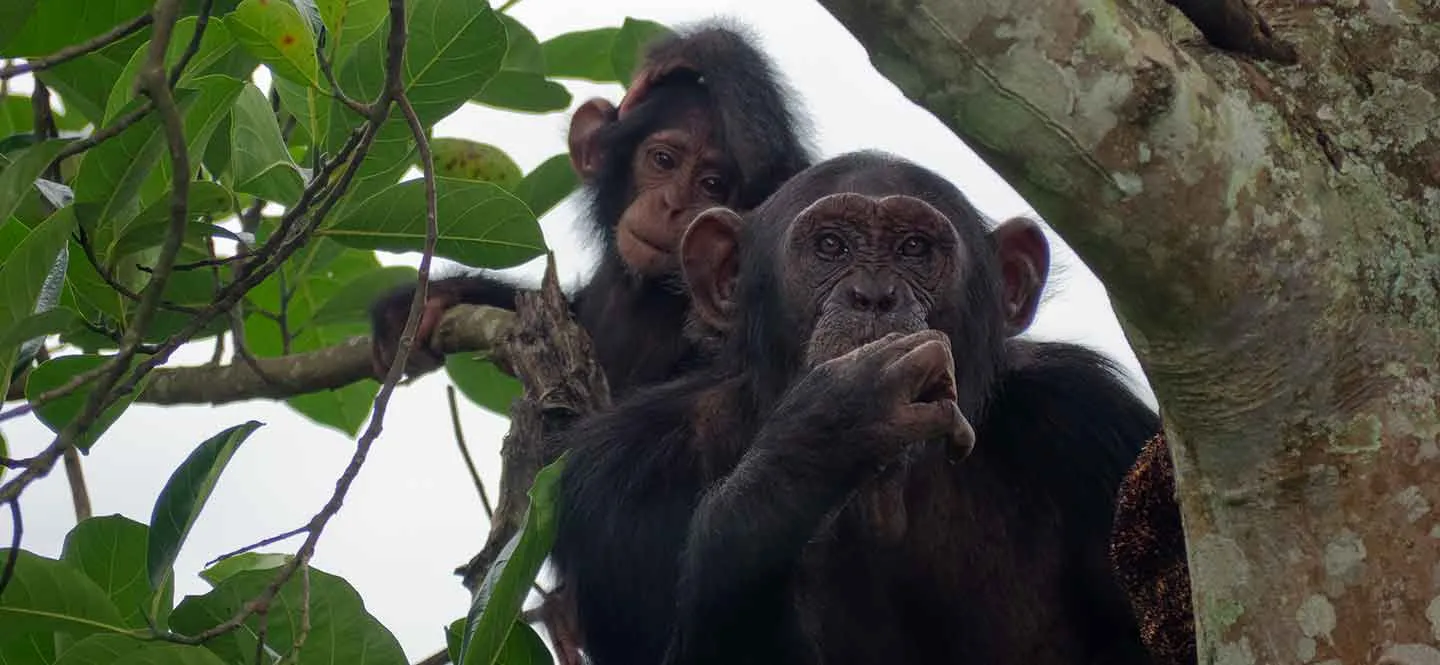 Zwei Chimpansen, einer davon ein Baby