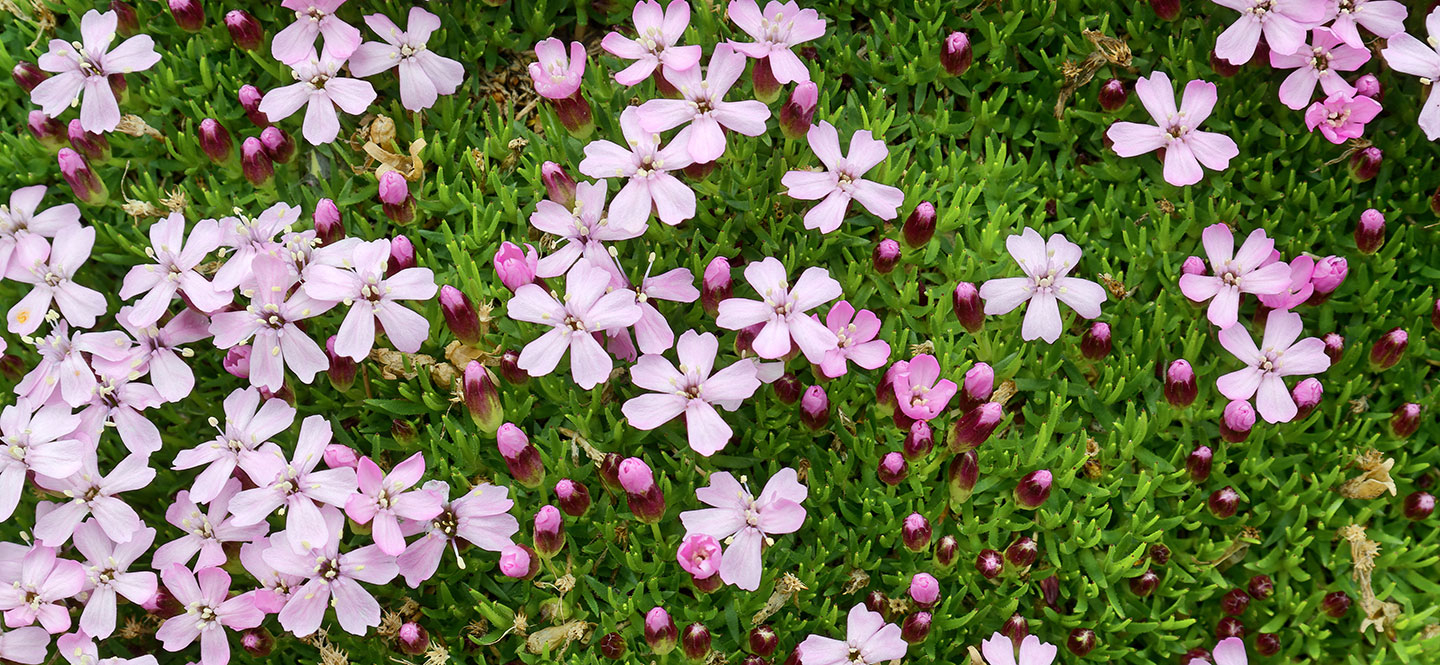 Lila Blüten auf grünem Grund