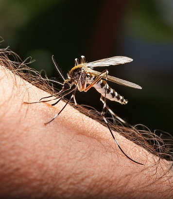 Asiatische Tigermücke auf menschlicher Haut