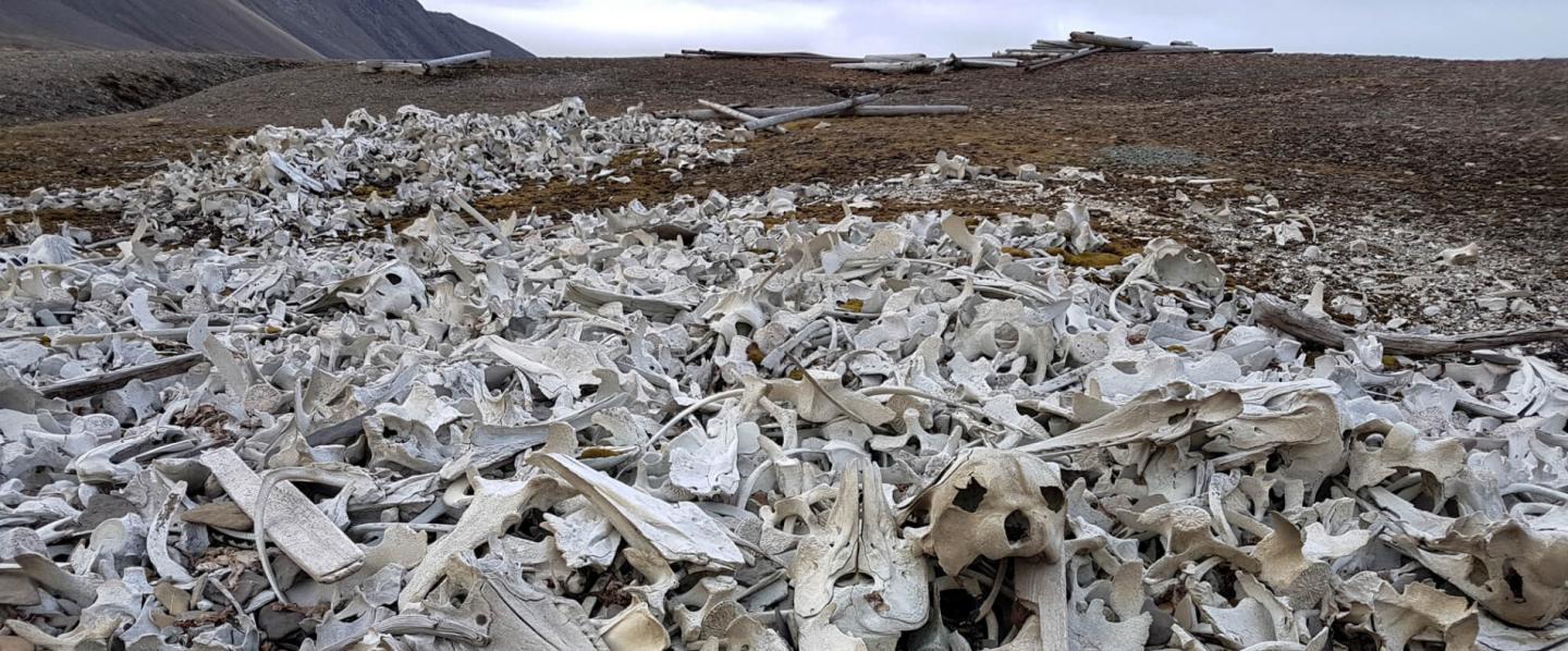Knochen von Meeressäuger am Ahlstrandodden auf Spitzbergen